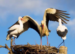 В Борисоглебск вернулись аисты