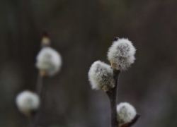 В Воронежскую область нагрянет похолодание