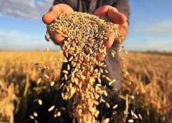 Воронежские аграрии получат 800 млн рублей от Правительства РФ