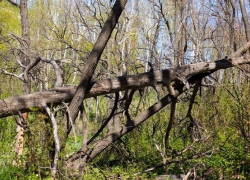 Откуда дровишки?! Госдума официально разрешила россиянам собирать в лесу валежник