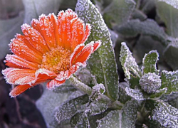 Заморозки до -2 ожидаются в  Воронежской области