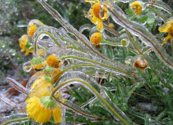 В  Воронежской области ожидаются заморозки до -9