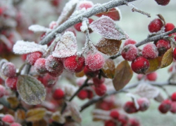 В Борисоглебске на рабочей неделе похолодает до -13 °C