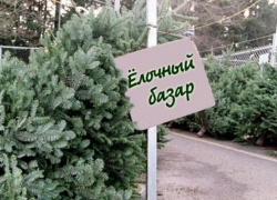 Где и когда в Борисоглебске можно будет купить новогоднюю елку