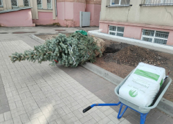 Новые елки в центре Борисоглебска обошлись в сотни тысяч. На покос травы денег пока нет…