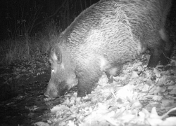 В Хоперском заповеднике сократилась численность кабанов