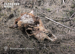 Кровь, кости и другие биоотходы: экологический беспредел  в селе Воронежской области