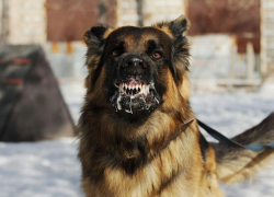 Новый очаг бешенства в Воронежской области: под удар попал Нижнедевицкий район