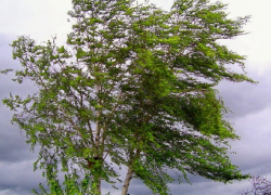 Об опасном ветре предупредили жителей Воронежской области сотрудники МЧС