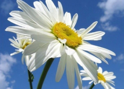 Как отметят День семьи, любви и верности в Борисоглебске