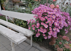 Дожди не дойдут до Борисоглебска в начале рабочей недели 