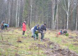 В Воронежской области стартовала осенняя лесовосстановительная кампания