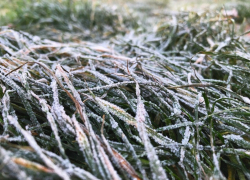 Резкие заморозки пообещали жителям Воронежской области синоптики