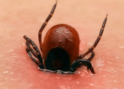 Из-за отсутствия дезинсекции клещи покусали 168 жителей Воронежской области