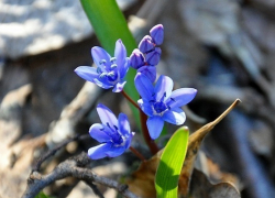 Экологи Воронежской области призывают жителей помочь в сохранении редких первоцветов