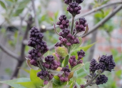 Какой будет погода на майских праздниках в Воронежской области, рассказали синоптики