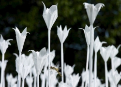 Более 3 тысяч бумажных цветов для акции «Белый цветок» изготовили осужденные в Воронежской области