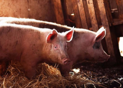 Фермеров Новохоперского района привлекли к административной ответственности за невыполнение карантинных мероприятий