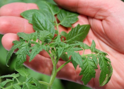 Борисоглебским садоводам-огородникам на заметку: самые распространенные ошибки в борьбе за урожай