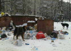 Владельцев животных будут штрафовать за избавление от питомцев