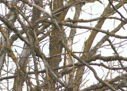 В Борисоглебском округе и Грибановском районе ввели карантин из-за опасной болезни деревьев