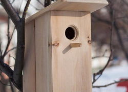Жителей Воронежской области призвали делать скворечники