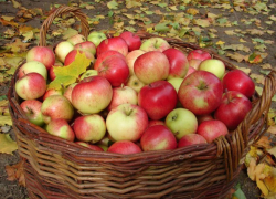 «Пришел Яблочный Спас – ушло лето от нас»