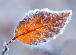 Штормовое предупреждение из-за ветра и заморозков объявили в Воронежской области