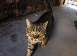 О ситуации с бешенством в Воронежской области рассказал Роспотребнадзор