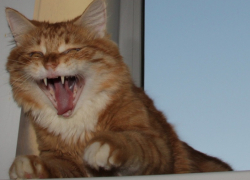 Стало известно, какие животные чаще всего болели бешенством в Воронежской области