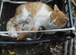 Жительнице Борисоглебска подкинули шесть слепых котят с мамой-кошкой в придачу