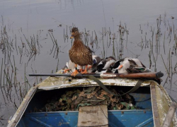 В Борисоглебском округе начинается сезон охоты на уток