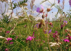 Борисоглебцев приглашают на День луговых цветов и трав 