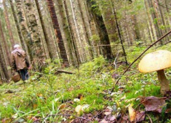 Две пенсионерки пошли в Шипов лес за грибами и заблудились