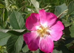 Каким будет наступившее лето, рассказали специалисты Хоперского заповедника
