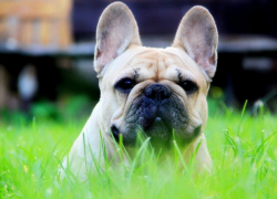 Советы борисоглебским семьям с детьми, решившим завести собаку