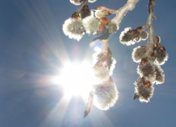 Долгожданное тепло придет в Воронежскую область на рабочей неделе