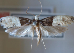 Борисоглебским хозяйкам на заметку: что такое моль и как с ней бороться