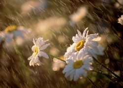 Борисоглебцев ожидают тропические выходные