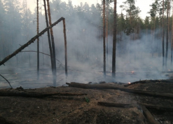 СК проверит деятельность борисоглебских и новохоперских чиновников из-за масштабных пожаров