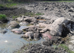 30 организаций Воронежской области нарушали правила утилизации останков сельхозживотных