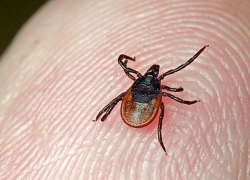 Роспотребнадзор Воронежской области готовится к сезону клещей