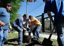 Губернатор Гордеев высадил пять кленов возле вольера с тиграми