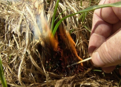 За неделю в Терновском районе из-за поджогов произошло 12 пожаров