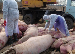 Борисоглебцы, внимание! Африканская чума свиней. Информация ГУ МЧС