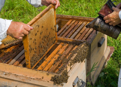 Пчеловоды Терновского района решили объединиться в ассоциацию