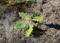 В Теллермановском и Новохоперском лесничествах начались осенние лесовосстановительные работы