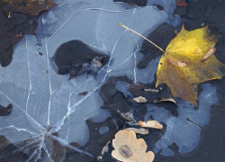 О ночных заморозках до -2 градусов предупредили жителей Воронежской области