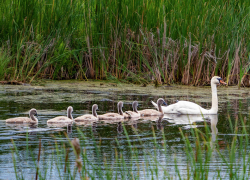 Многодетную семью лебедей на озере под Борисоглебском запечатлел фотограф С.П. Гладыш