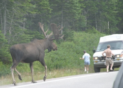 Борисоглебским автолюбителям и грибникам: ОСТОРОЖНО – ЛОСИ!